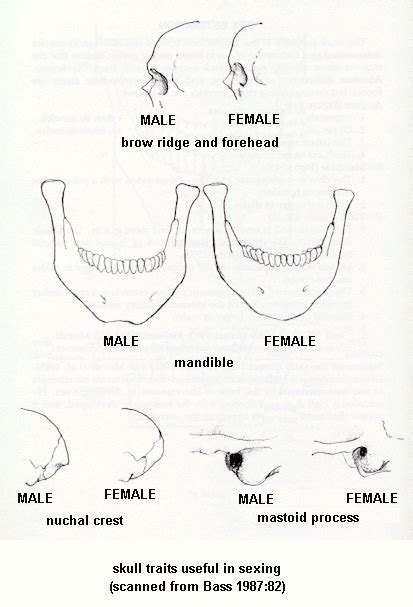 scul sex